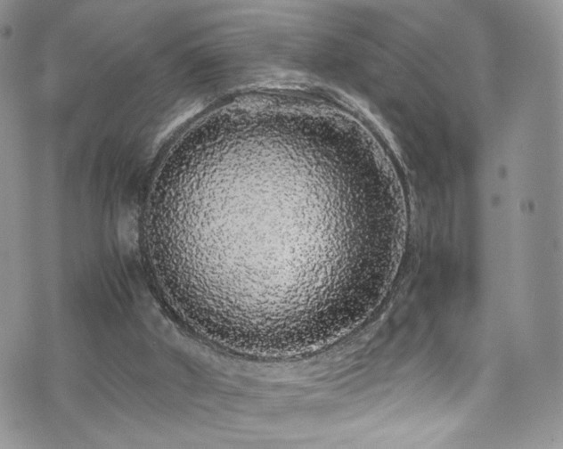 X0000076270010200609281217