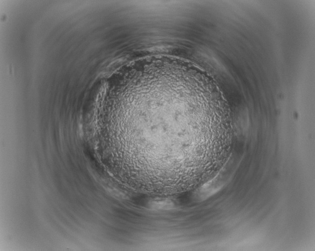 X0000076270175200609281214