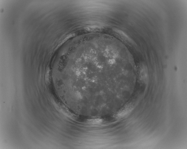 X0000076270266200609281213