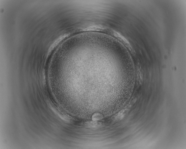 X0000076270298200609281212