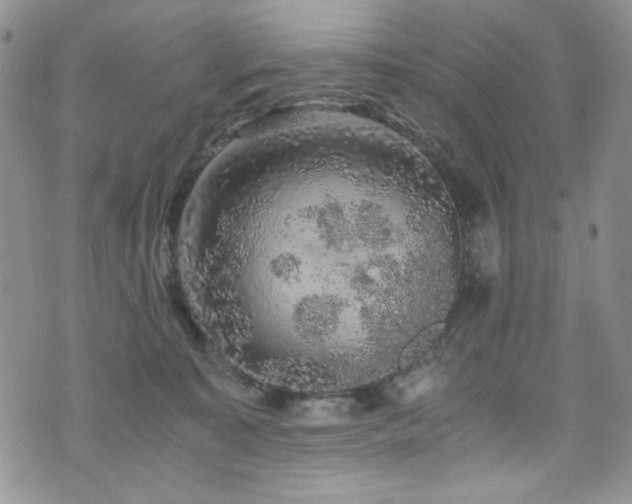 X0000076270323200609281212