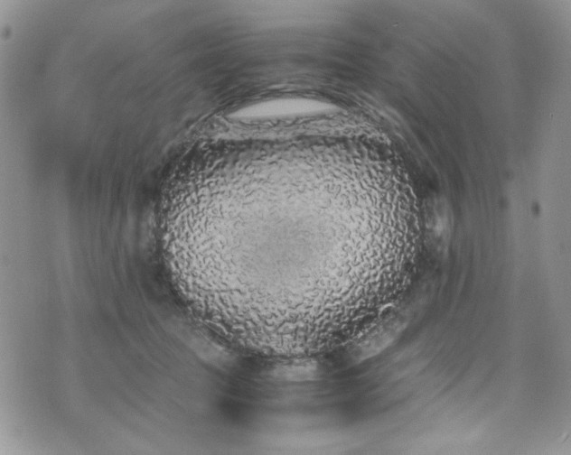 X0000076270369200609281211