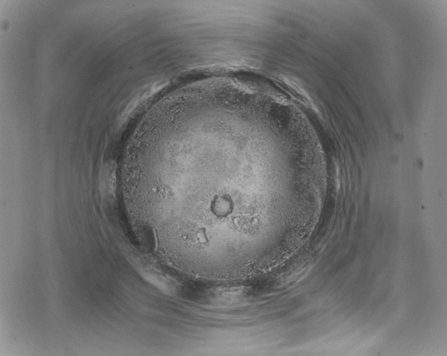 X0000076270495200609281209