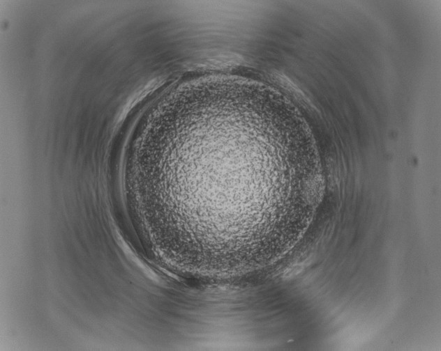 X0000076270634200609281206