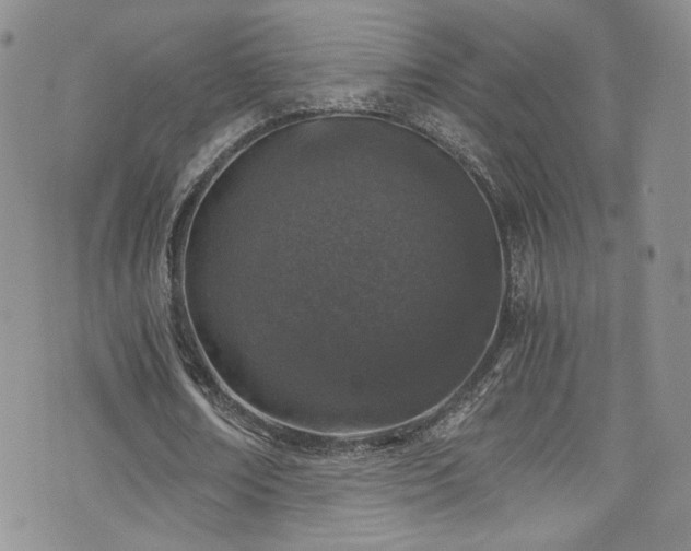 X0000076270674200609281206