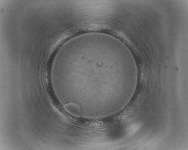 X0000076270683200609281206