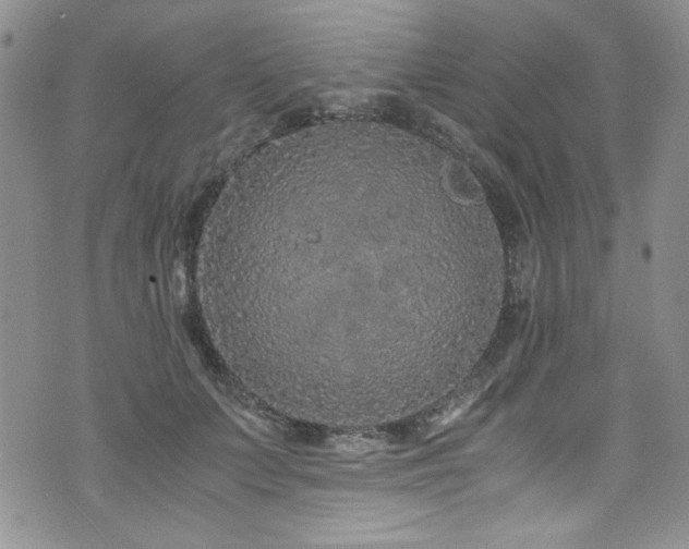 X0000076270703200609281206