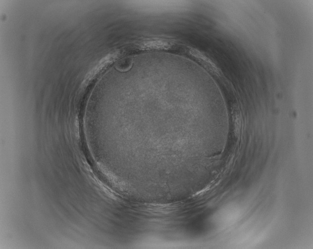 X0000076270729200609281205