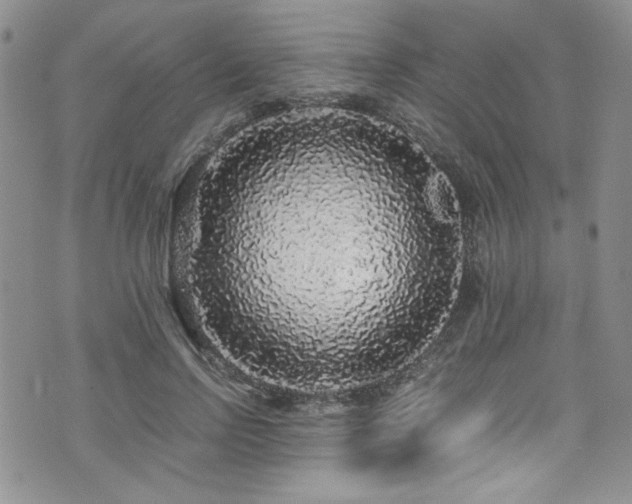 X0000076270742200609281205