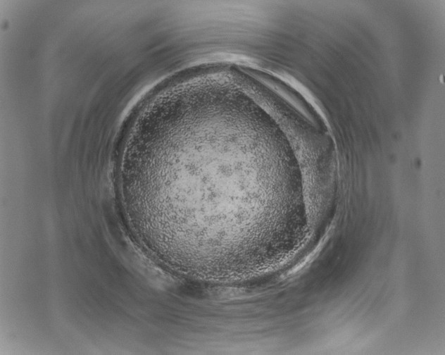 X0000076270783200609281204