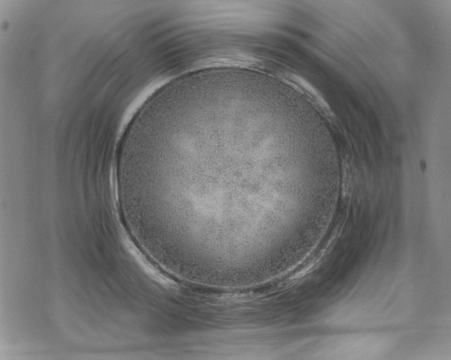 X0000076270796200609281204