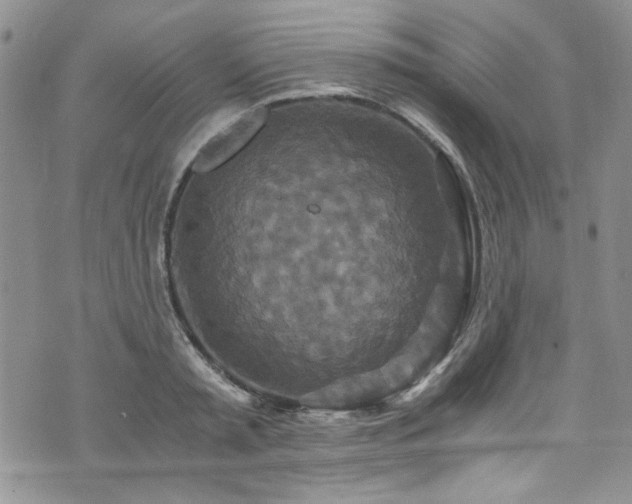 X0000076270797200609281204