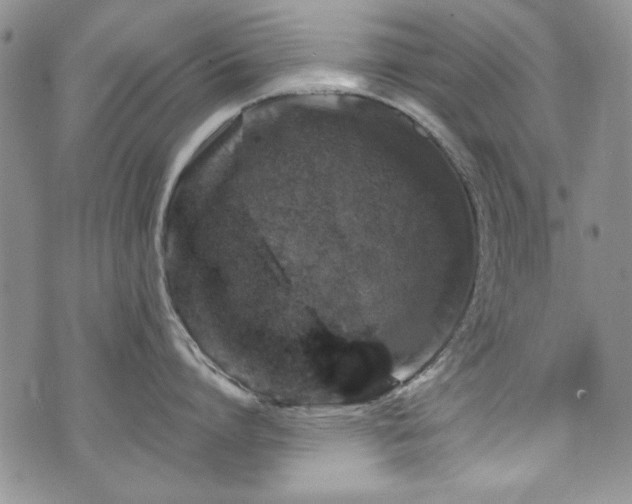 X0000076270864200609281204