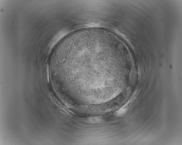 X0000076271171200609281158