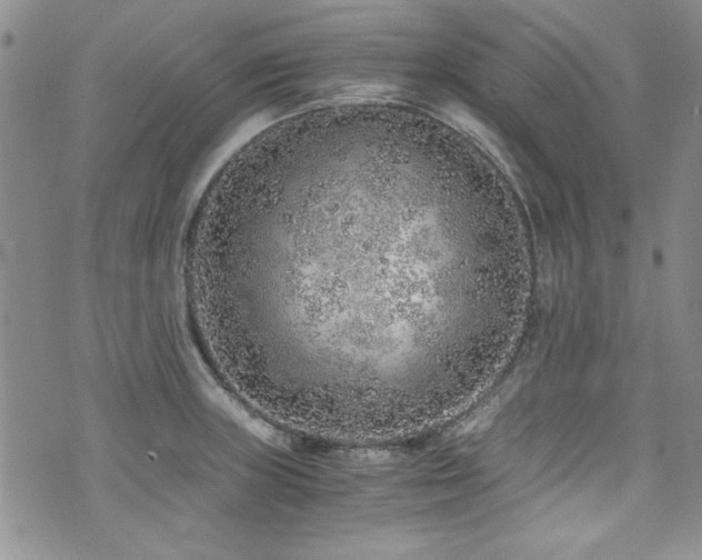 X0000076271235200609281157