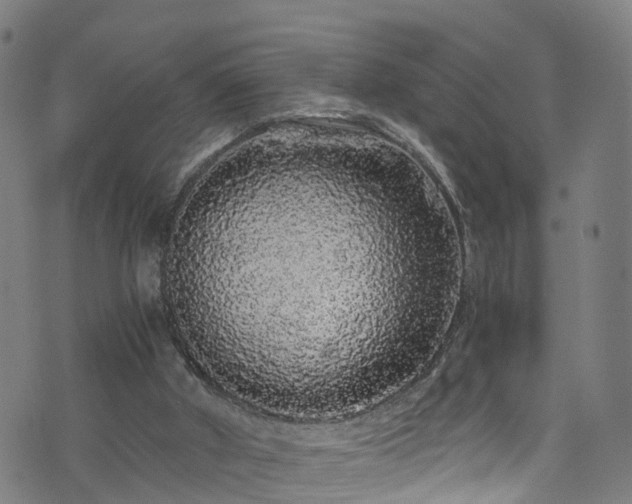 X0000076270010200610051322