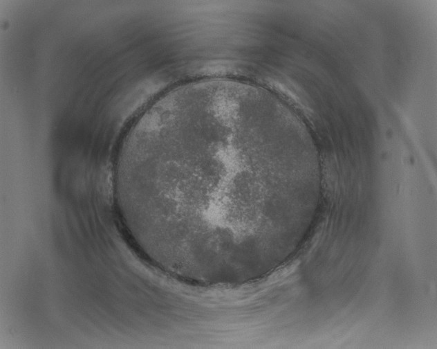 X0000076270016200610051322