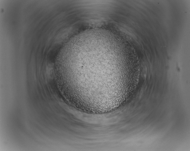 X0000076270034200610051322