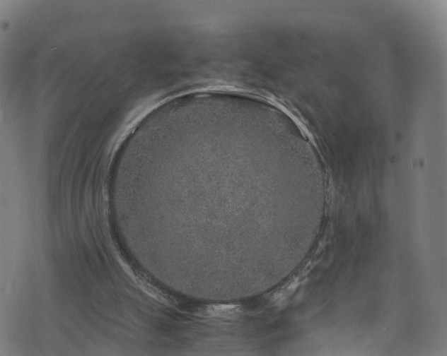 X0000076270055200610051321