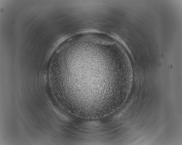 X0000076270063200610051321