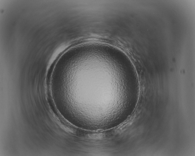 X0000076270102200610051321