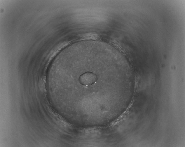 X0000076270146200610051319