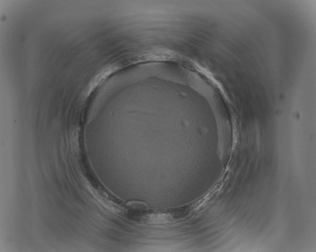 X0000076270154200610051319