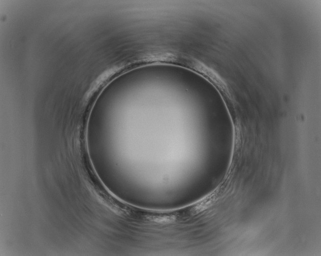 X0000076270155200610051319