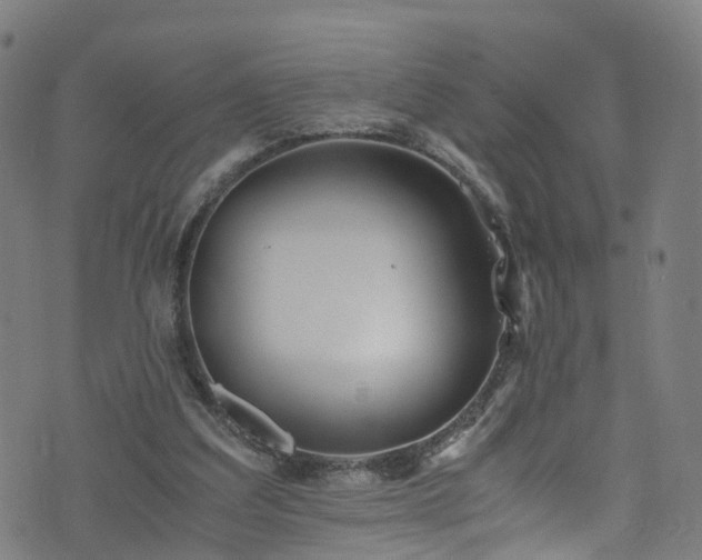 X0000076270203200610051319