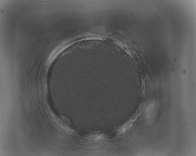 X0000076270247200610051318