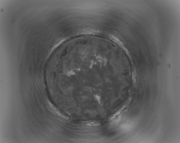 X0000076270249200610051318