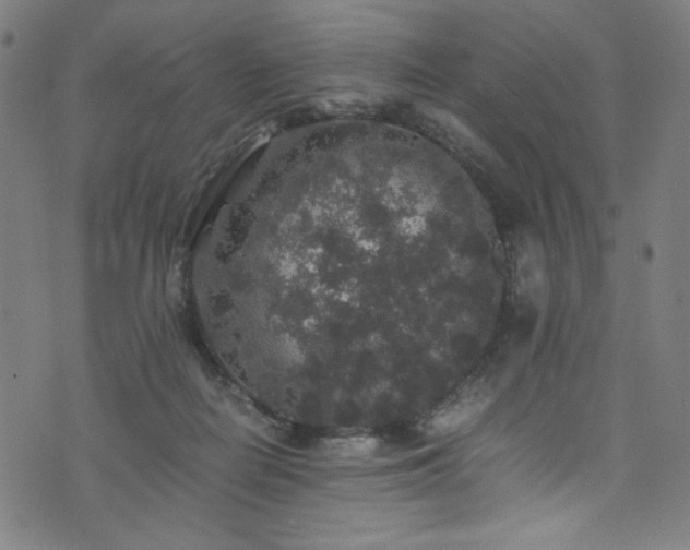 X0000076270266200610051318