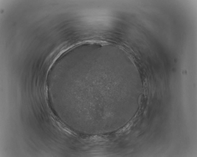 X0000076270290200610051318