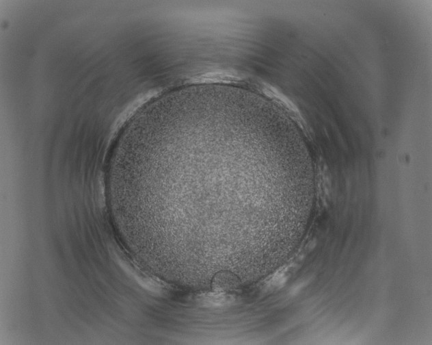 X0000076270298200610051317