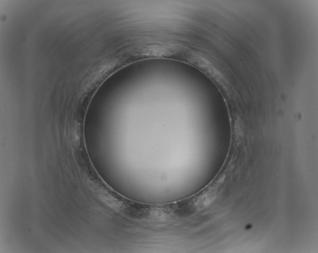 X0000076270305200610051317