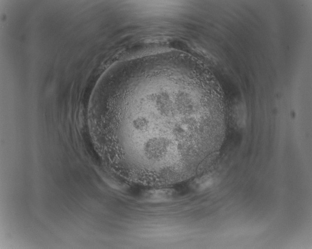 X0000076270323200610051317