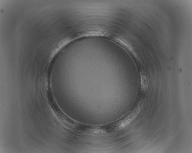 X0000076270348200610051316