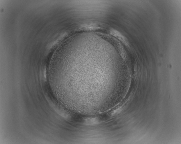 X0000076270358200610051316