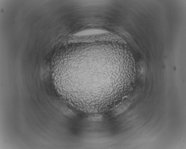 X0000076270369200610051316