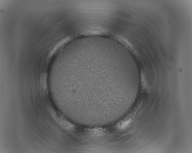 X0000076270396200610051316