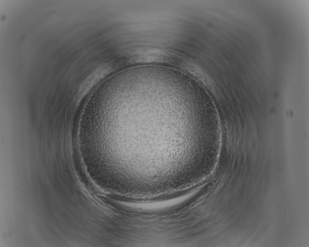 X0000076270482200610051314