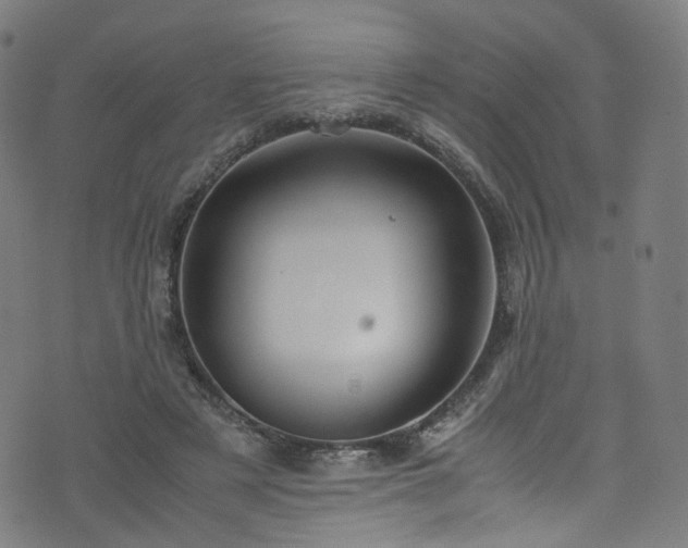 X0000076270497200610051314