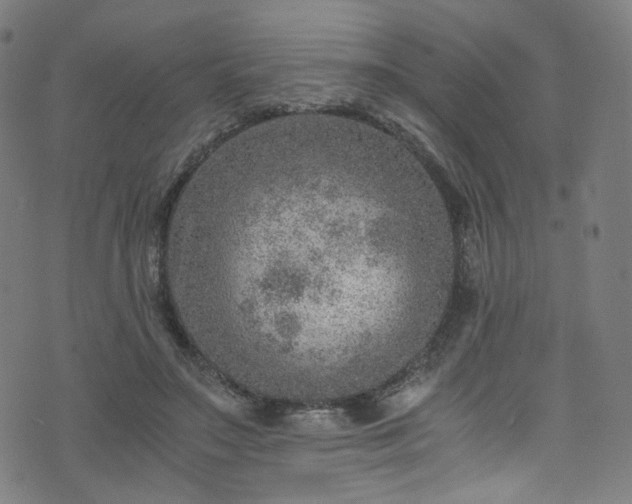 X0000076270499200610051314