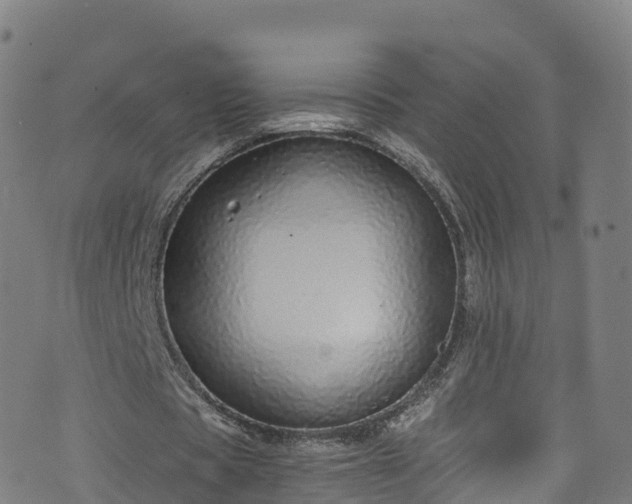 X0000076270529200610051313