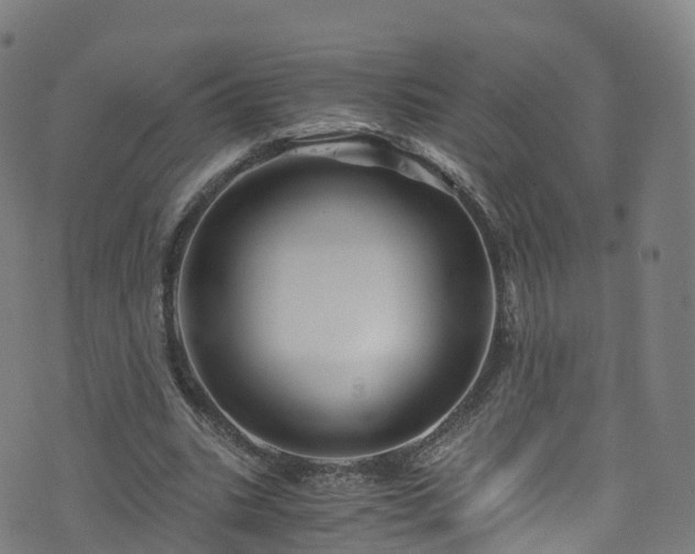 X0000076270535200610051313