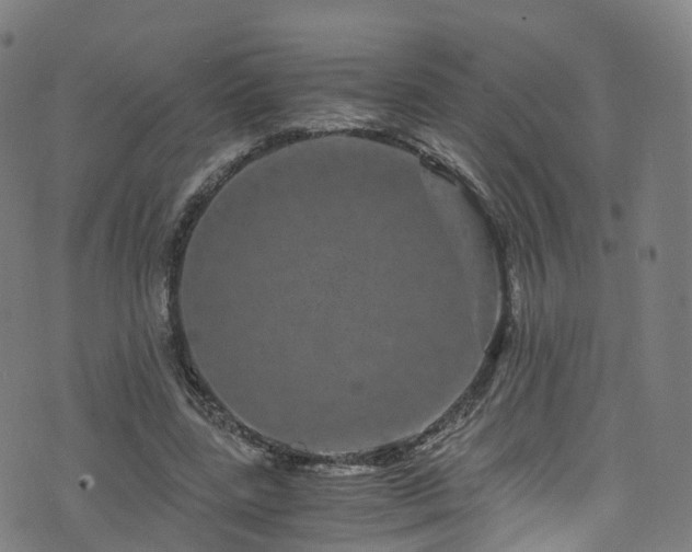 X0000076270539200610051313