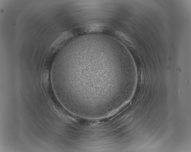 X0000076270550200610051313