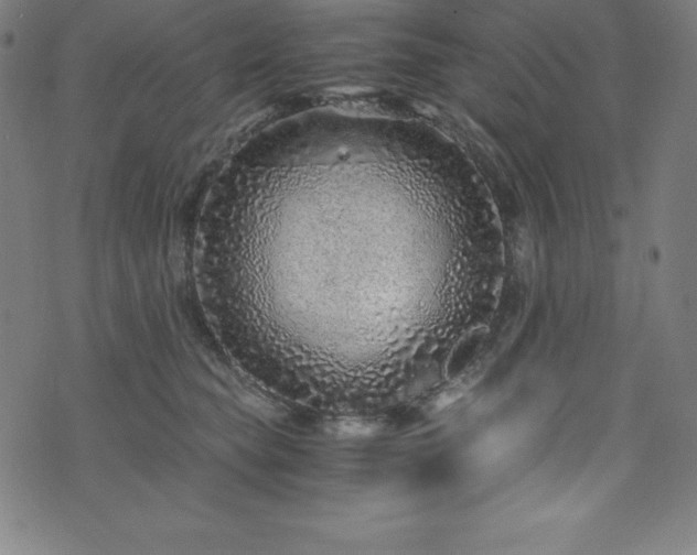 X0000076270565200610051313