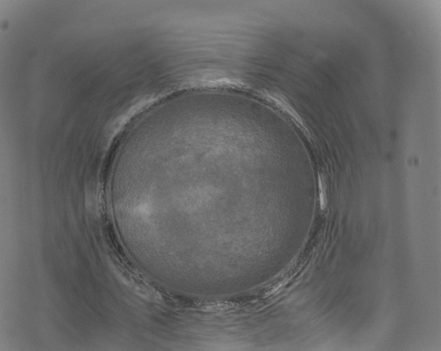 X0000076270579200610051313