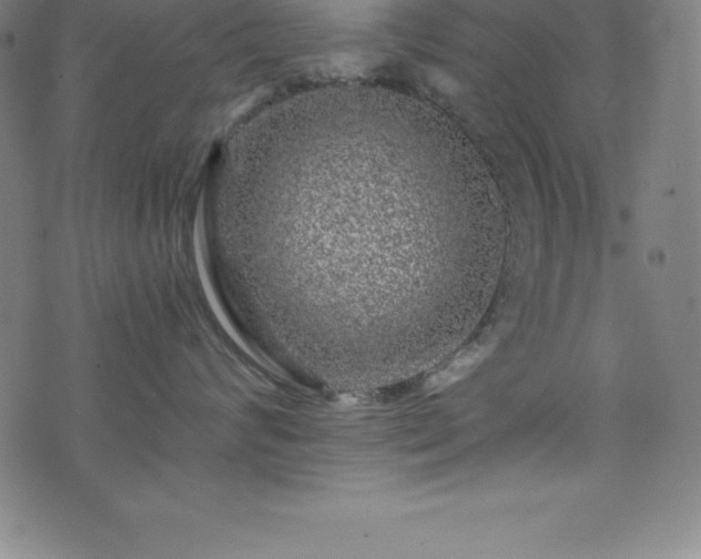 X0000076270624200610051312